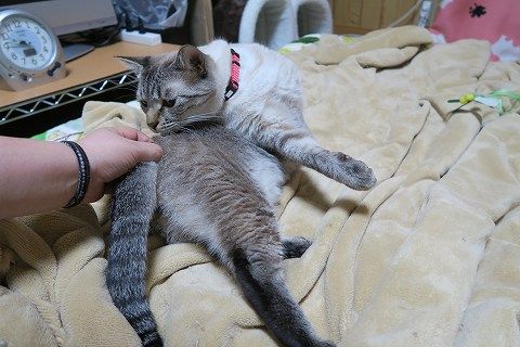 獣医師監修】しっぽの付け根を触ると、なぜ猫は喜ぶの？その理由としっぽにまつわる病気について | にゃんペディア