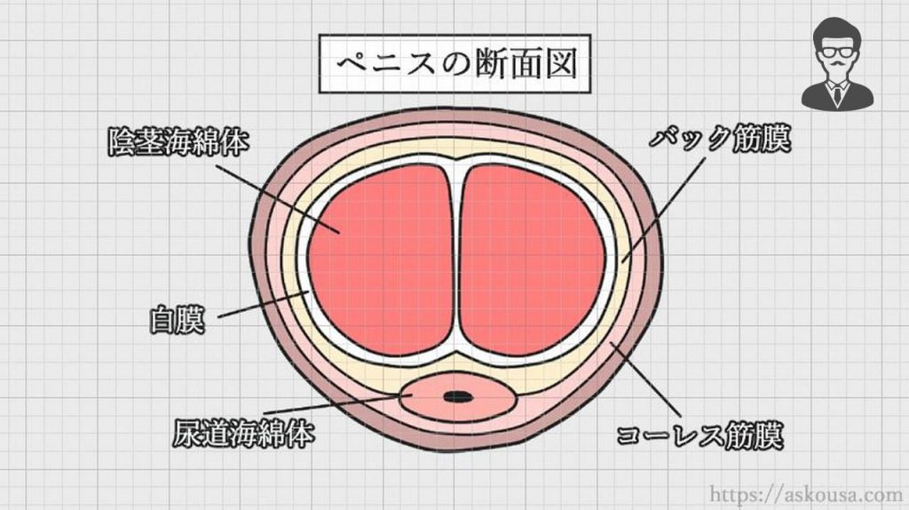 ペニスを大きくする理論的な「チントレ」方法【図解・動画】 | セクテクサイト