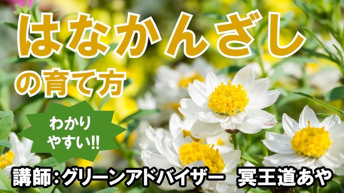 ２月２６日の誕生花 ハナカンザシ（花簪、花かんざし）の花言葉「思いやり」、寒空に舞う「明るい性格」の冬の妖精 | 弥生おばさんのガーデニングノート「花と緑の365日」