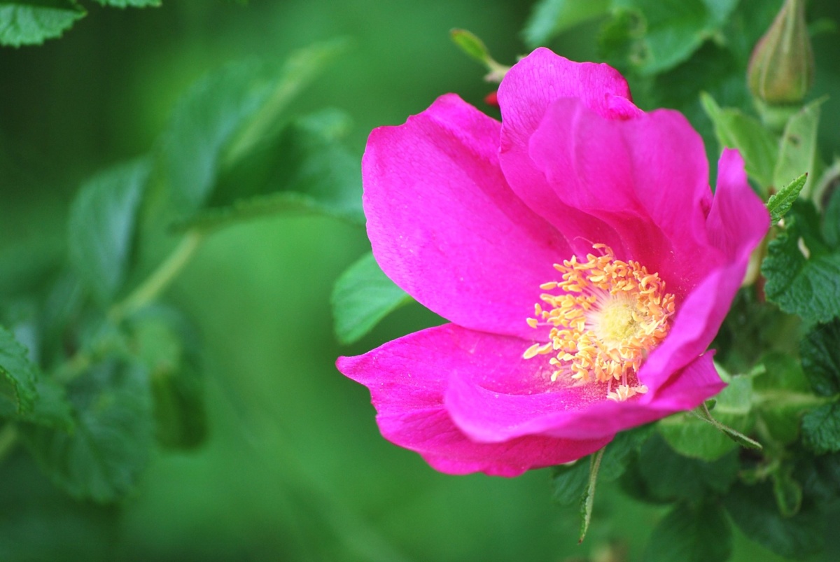 ハナカンザシ（Rhodanthe）の特徴と花言葉 | 四季の花たち