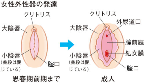 BL コミック 初心者Domはハメられたい