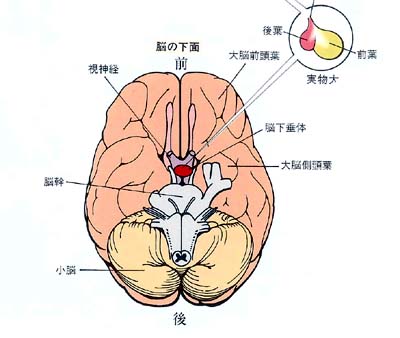 朝３分で全身に血が巡る！「冷えとり指圧」でコリ・疲れの元を押し流す ｜ からだにいいこと