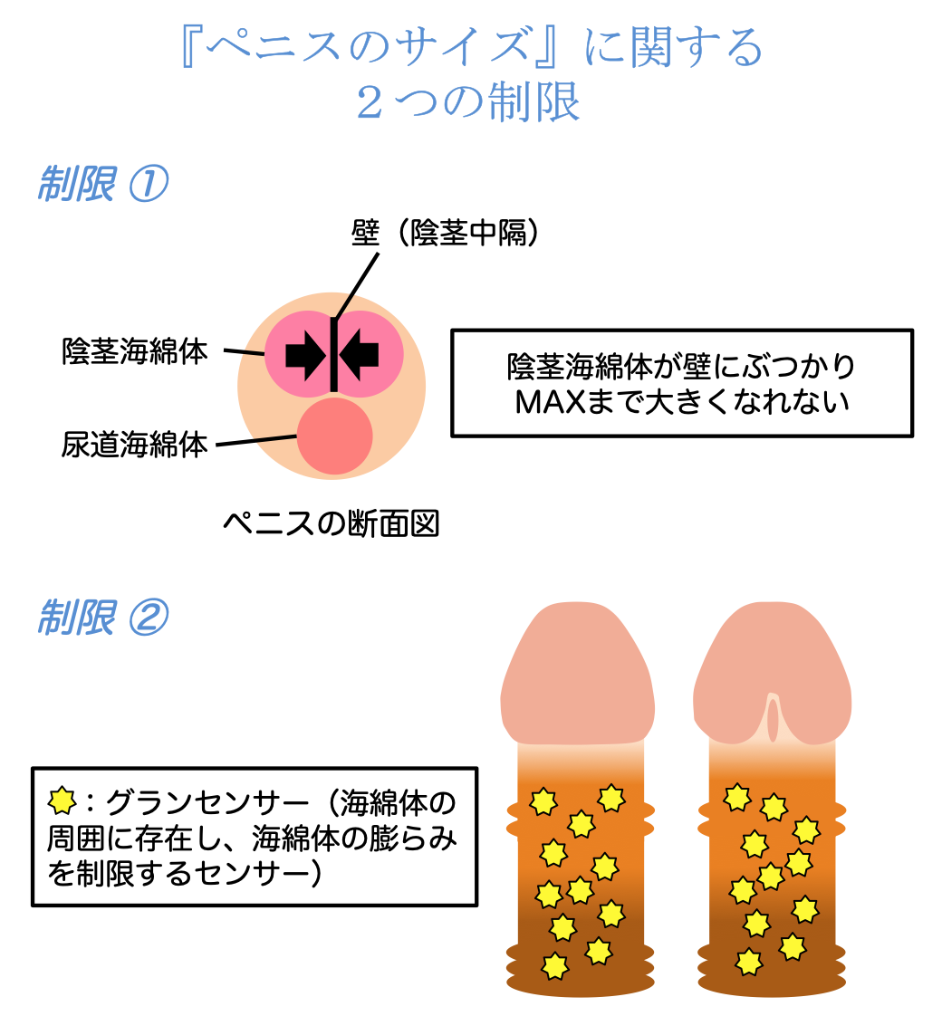 陰茎の大きさの基準は？ 大きく見せる方法も紹介