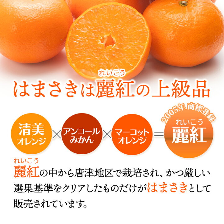 佐賀県産柑橘『はまさき』約1500gのレビュー・口コミ一覧 | ふるさと納税サイト「さとふる」