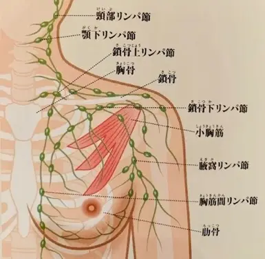 2カップUP！実証済み！バストトップがどんどん上がるリンパマッサージ