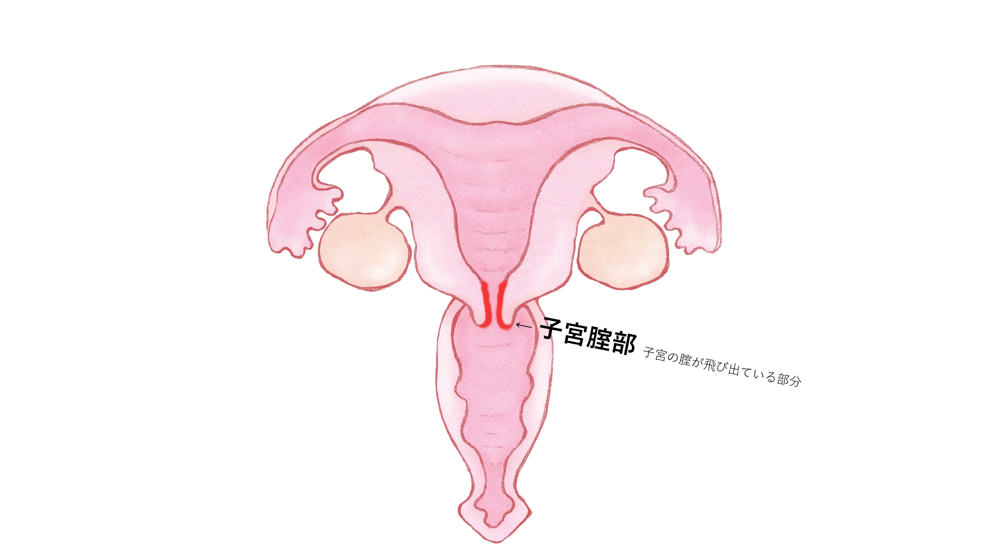 女性向け】中イキのやり方や開発方法を現役風俗嬢がまとめてみた｜ココミル