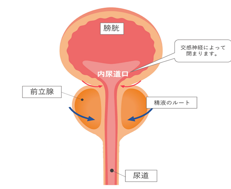 【科学】男女が夢精する効果とメカニズム４選