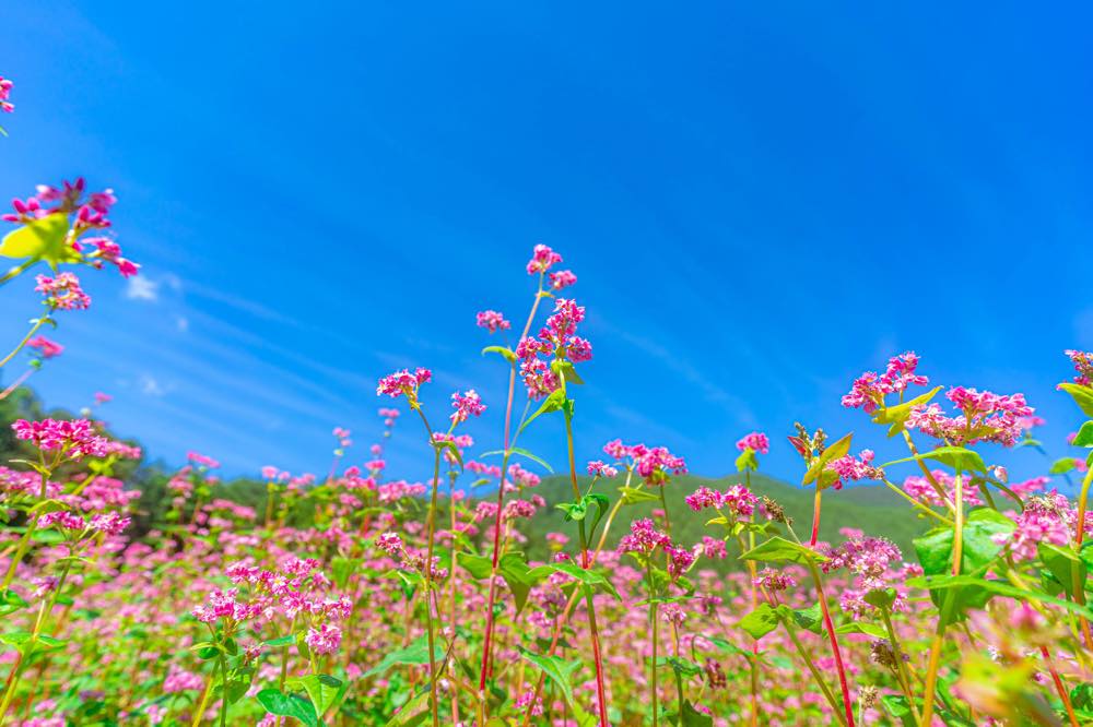 ぴよりん、高嶺の花になる | くさもちのオタ道つれづれ日記〜鬼滅と服とディズニーと〜