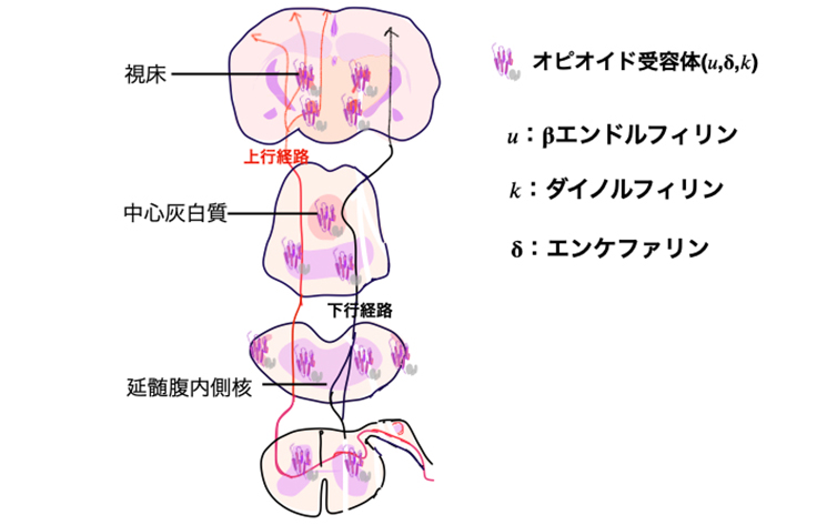 女性をもっと興奮させる上手なディープキスのやり方！口内愛撫や唾液交換でさらにエロティックに… - sexprogress.com