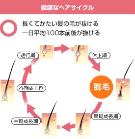 毛周期とは？脱毛との関係性や部位別の期間を知って、効果的に通おう！ | 新宿/渋谷/池袋の安い医療レーザー脱毛専門のビューティースキンクリニック