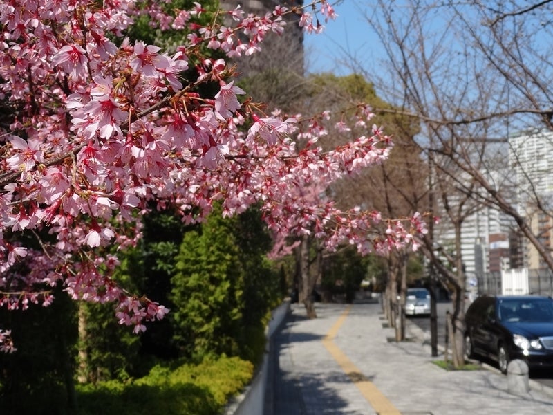 芸能人や政治家も住む、東京の