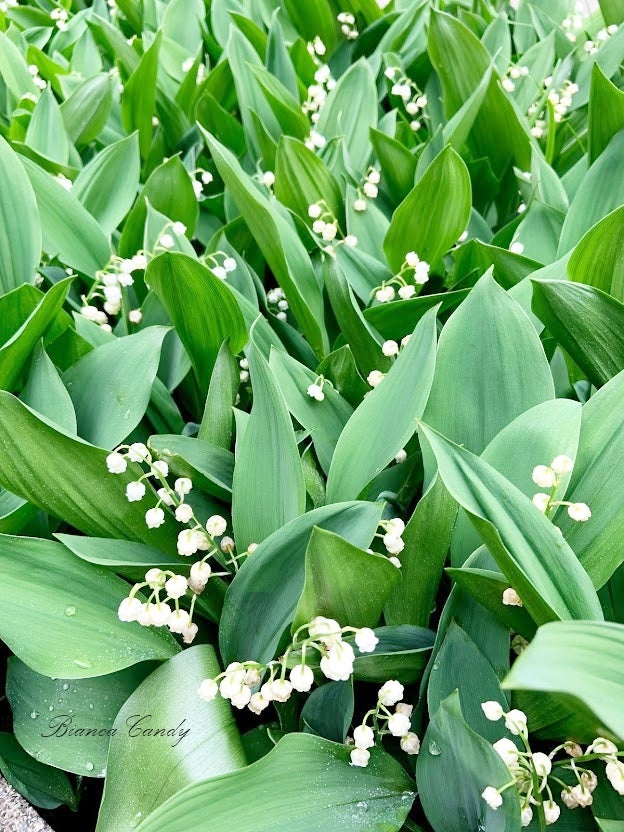 5月1日はスズランの日♪すずらんを贈る習慣の始まりは？！ | 週末に飾りたい花！花のある暮らしのレシピ集♪フランススタイルのフラワー教室ビアンカ キャンディ～辻堂・藤沢・茅ヶ崎～