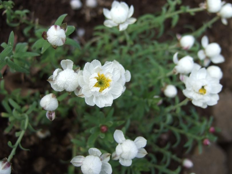 ハナカンザシの花言葉｜名前の由来 ｜ 花言葉・誕生花｜HanaPrime（ハナプライム）