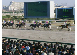 船橋・クイーン賞注目馬】今年最初の牝馬ダート重賞 “2走連続のクイーン賞制覇”なるか | 競馬ニュース -