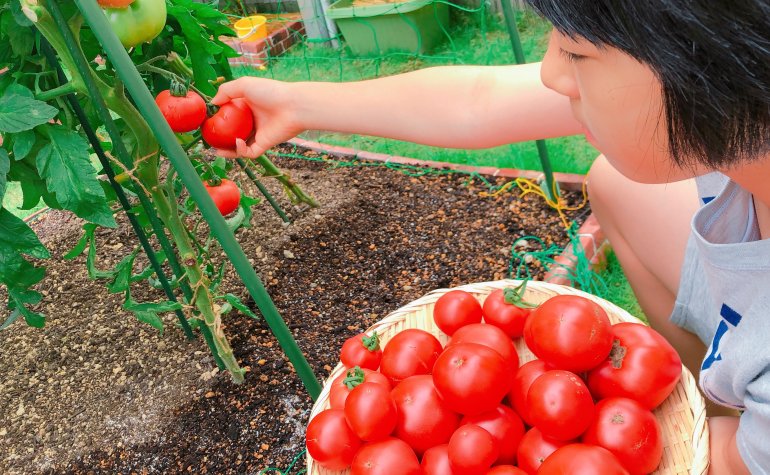 外花壇の桃色バナナ。食べられないこと「渋谷区ふれあい植物センター・想い出のアルバム」のアルバム-みんなの趣味の園芸1544410