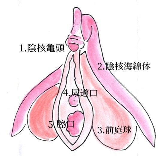 クリトリス包茎 | アールビューティークリニック 銀座・名古屋・大阪｜美容整形・美容外科・美容皮膚科