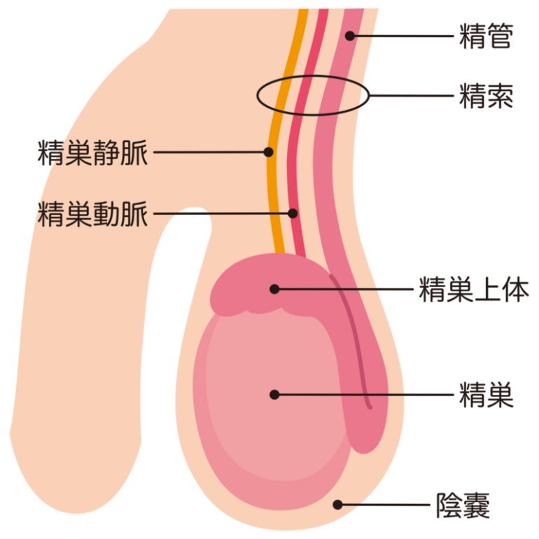 カンジダは自然治癒するのか？【原因・症状・薬】|天神マイケアクリニック