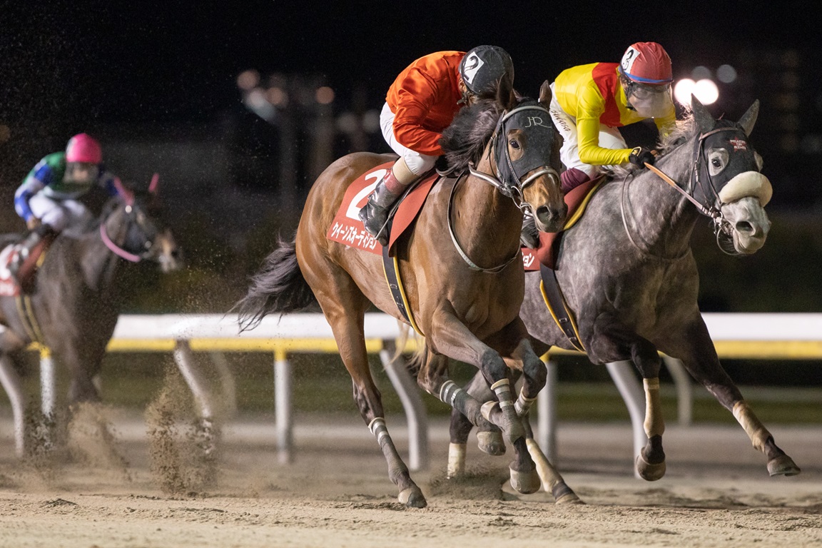 船橋・クイーン賞枠順】パライバトルマリンは3枠3番、テリオスベルは8枠11番 | 競馬ニュース - netkeiba