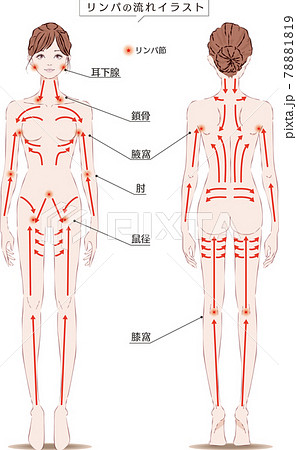 リンパマッサージの効果的なやり方を知ってむくみや乾燥・こりを解消しよう！｜お役立ちコラム｜基礎化粧品ドモホルンリンクル