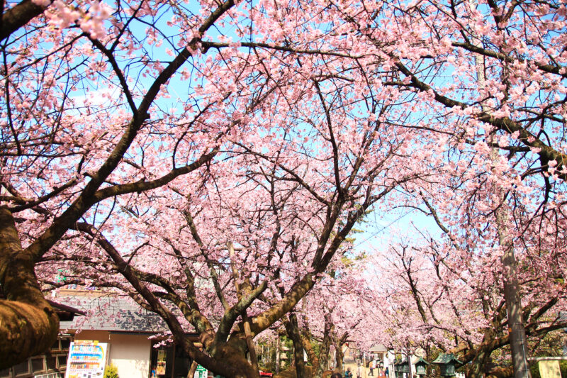 SUUMO】桜区中島２丁目貸家((株)クレオン西川口東口店提供)／埼玉県さいたま市桜区中島２／南与野駅の賃貸・部屋探し情報（100368394539）  | 賃貸マンション・賃貸アパート