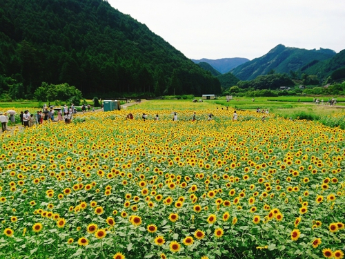 向日葵🌻 ひまわりの漢字✨ 向日葵の葵には 「花が四方に回りながら咲く」