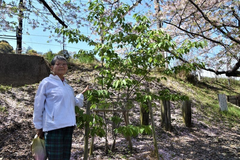 春と冬が交錯する季節 菜の花と水仙 武庫川左岸 国道２号線南 兵庫県尼崎市