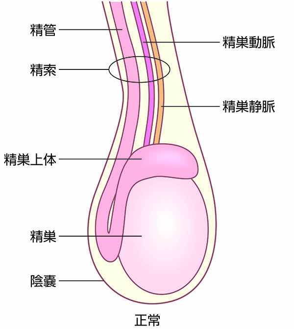 睾丸マッサージのやり方講座！風俗嬢の指名を増やす秘訣もご紹介！ | はじ風ブログ