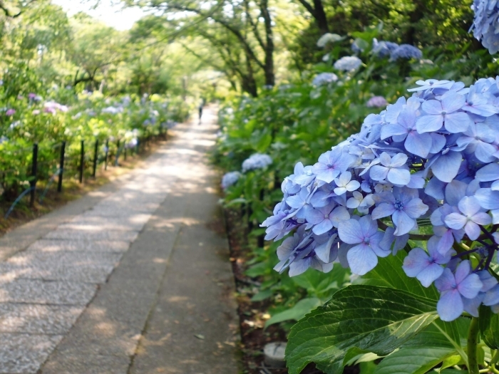 70,300点を超える花 水面のストックフォト、写真、そしてロイヤリティフリーの画像 - iStock