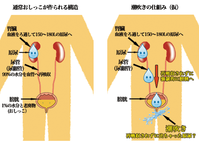 潮吹き女王えりれろがシャワーオナニーの正しいやり方を教えます糞 - IVJP