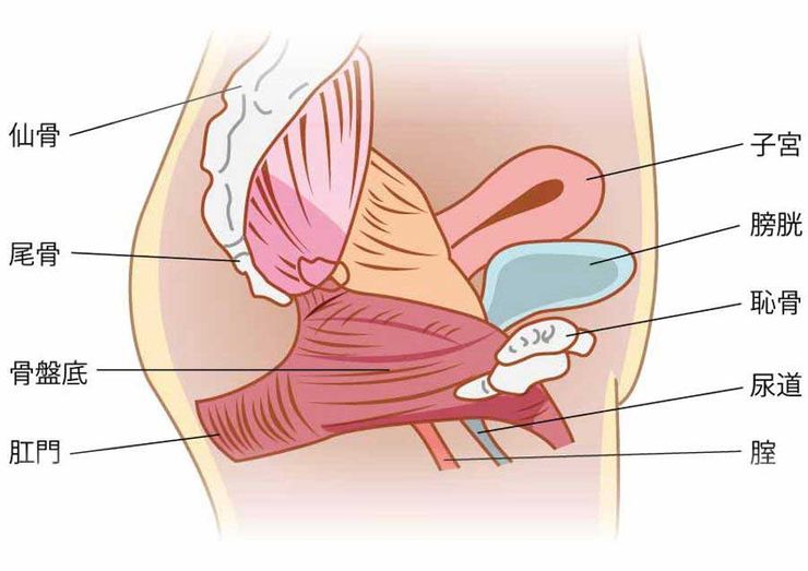 腟圧｜女医の産婦人科、婦人科：咲江レディスクリニック（名古屋市千種区）完全予約診察