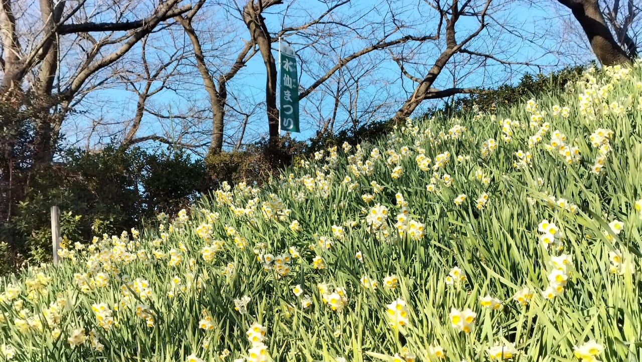 尼崎市 久々知須佐男神社2024年6月10日【アジサイ】｜レタス