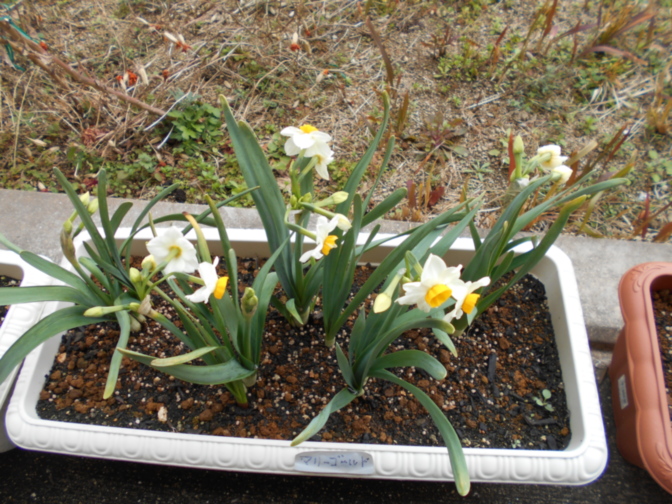 灘黒岩水仙郷 - 水仙の花