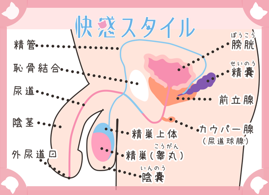 ドライオーガズムのためのアナル開発（前立腺マッサージ）マニュアル | シンデレラグループ公式サイト