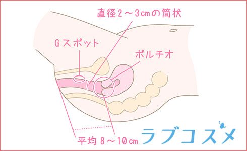 ペニスの大きさは平均どれくらい？日本人のペニスサイズや測り方、小さい原因を解説 | 包茎手術のノーストクリニック【公式】