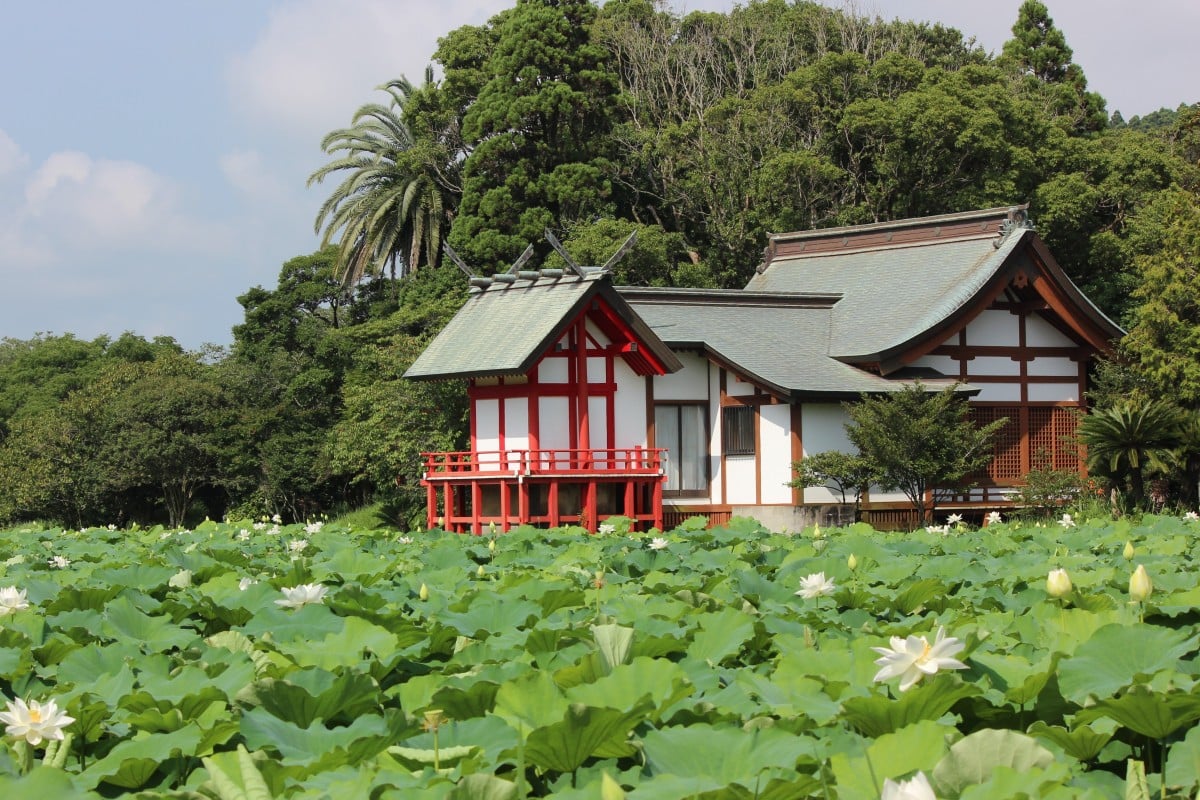 2024年湖水ヶ池のハスの開花状況/新富町