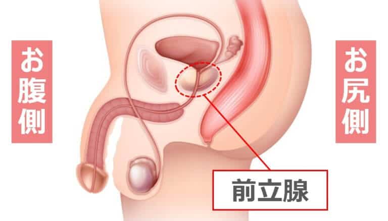 前立腺はどこにあるのか | アネロスジャパン |