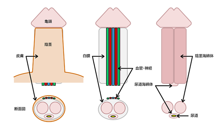 綺麗なちんこの条件はカリ高で軽く上反り | 男性生殖器マニア