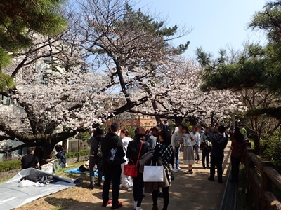 密蔵院（川口）安行桜が見ごろの時期のおすすめスポットを案内！ピンクのアーチに感動します。｜川口マガジン