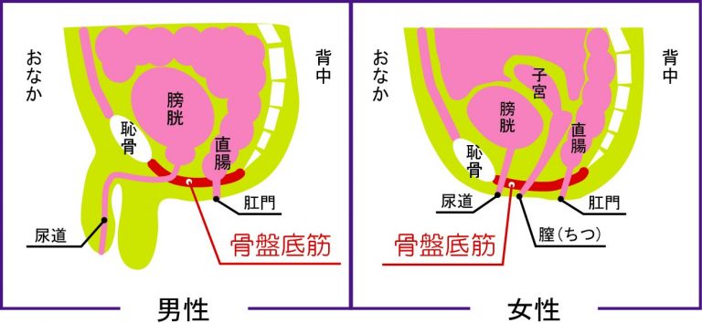 アナルセックスのやり方！準備と初めて開発 - 夜の保健室