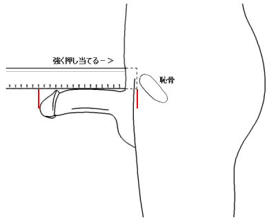 でかいちんこの基準とは？日本人平均や大きくする方法を解説 |【公式】ユナイテッドクリニック