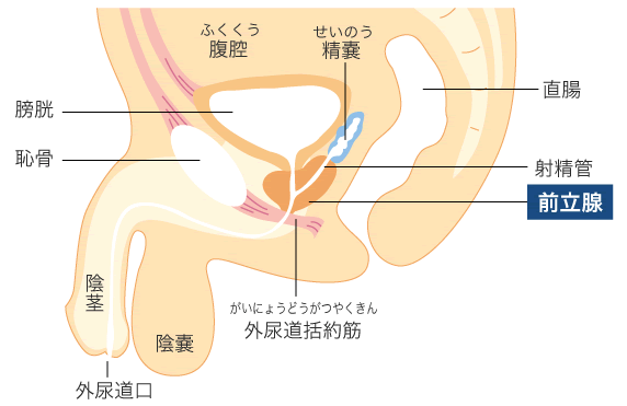 会陰部開発】前立腺を外から刺激する会陰部オナニー！【ドライオーガズム】