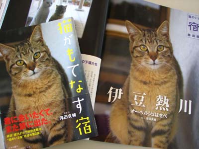 伊豆熱川の猫宿、オーベルジュはせべで猫触り放題。』熱川温泉・北川温泉(静岡県)の旅行記・ブログ by こりんごさん【フォートラベル】