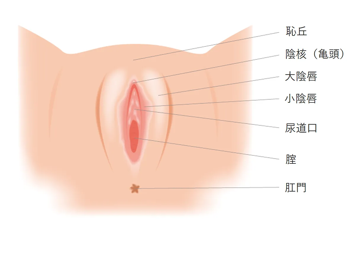 騎乗位とは？ セックスでのやり方を画像で解説 | 女性が気持ちいい腰の動かし方とは？