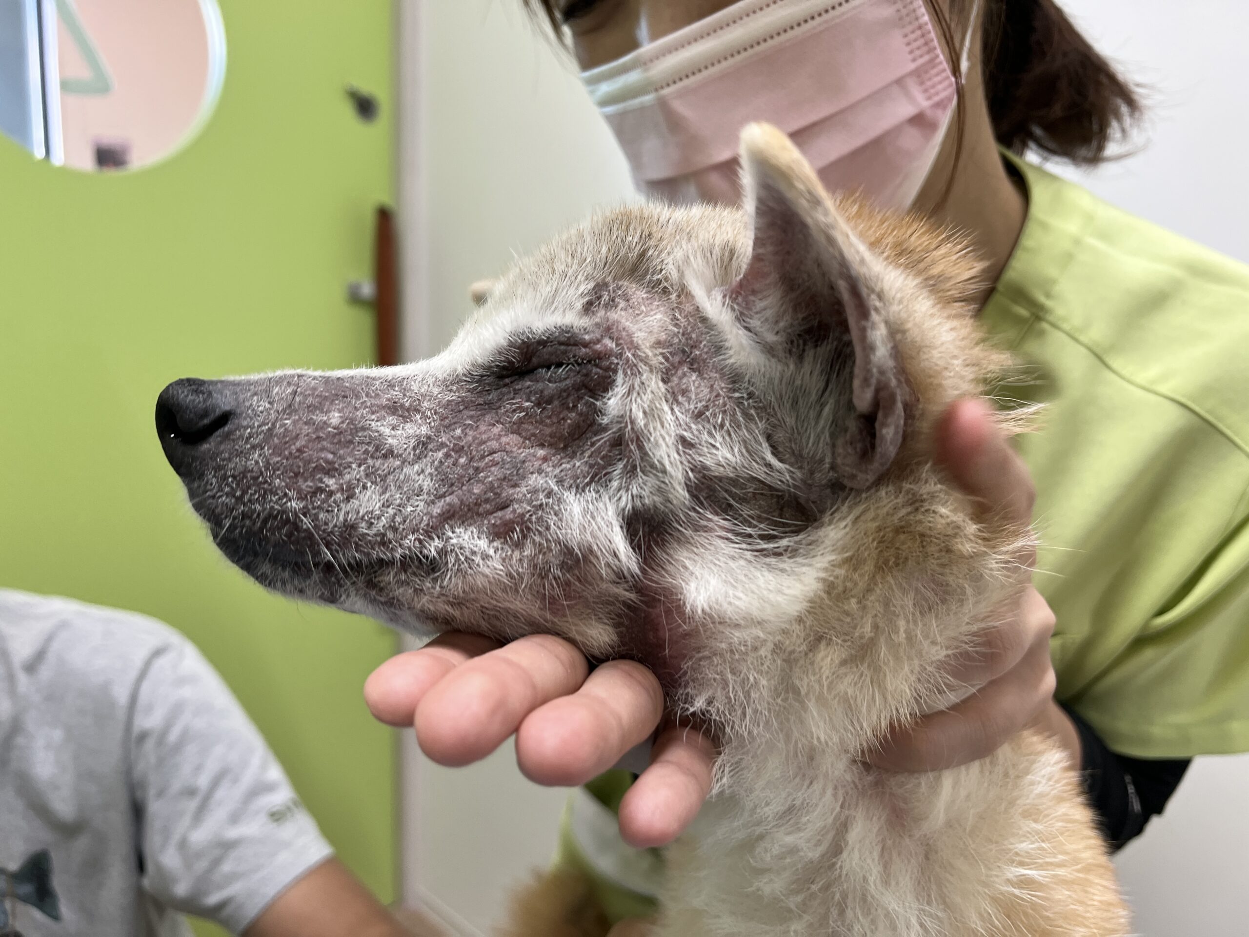 愛知県でヨークシャーテリアの子犬を探す｜ブリーダーナビ