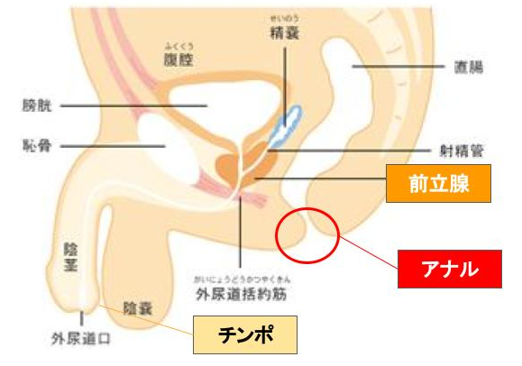 エネマグラとは？使い方とドライオーガズム - 夜の保健室