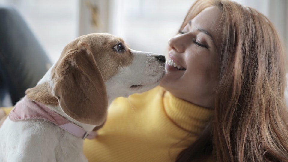 犬の散歩をする愛犬家の中高年男性・ドッグセラピー（キス・舐める・挨拶）の写真素材 [111684078] -