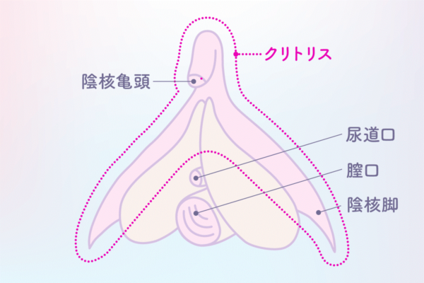 図入りで分かりやすく説明。女性器の名称と役割