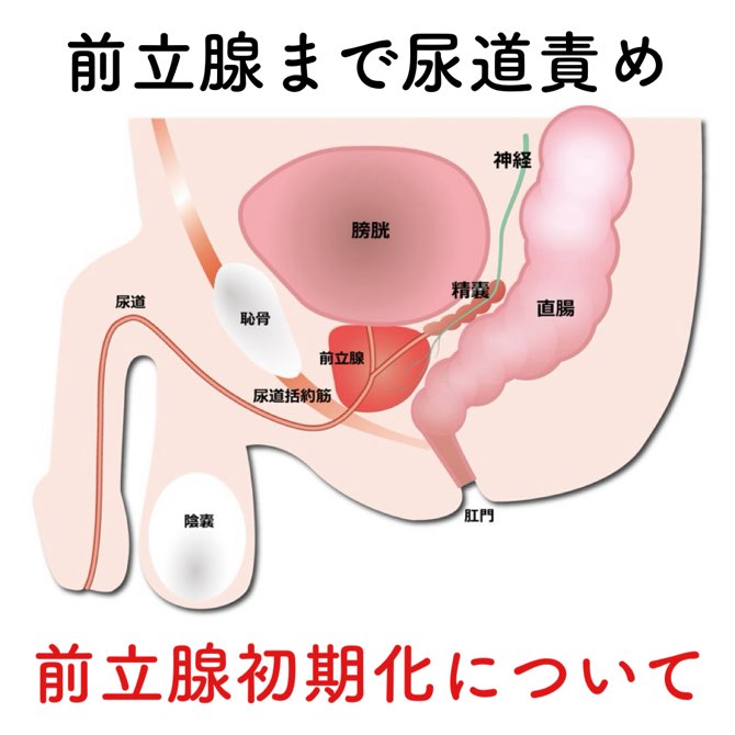 ドライオーガズムの方法とコツとは？エネマグラやアネロスの正しい使い方や男性が気持ちよくなる感覚を解説【快感スタイル】