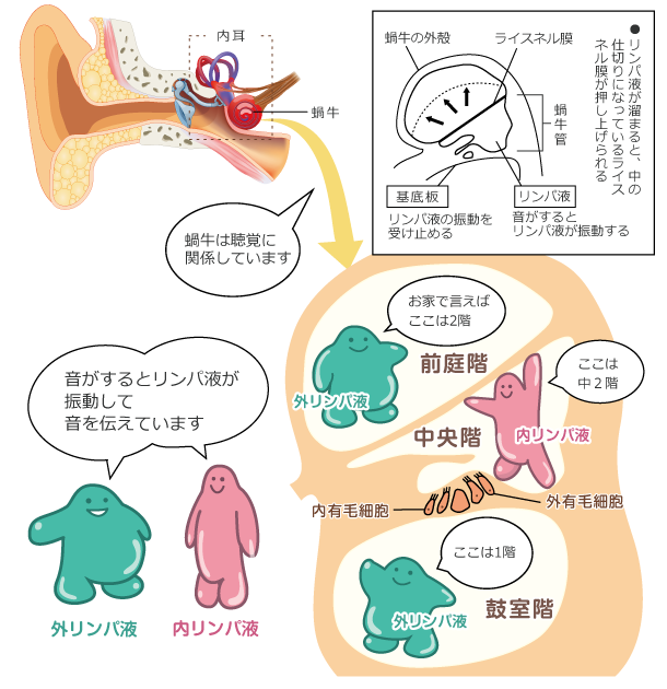 動脈硬化が足の血管に起こったら…末梢動脈疾患（閉塞性動脈硬化症） | 血管治療外来のご案内 |