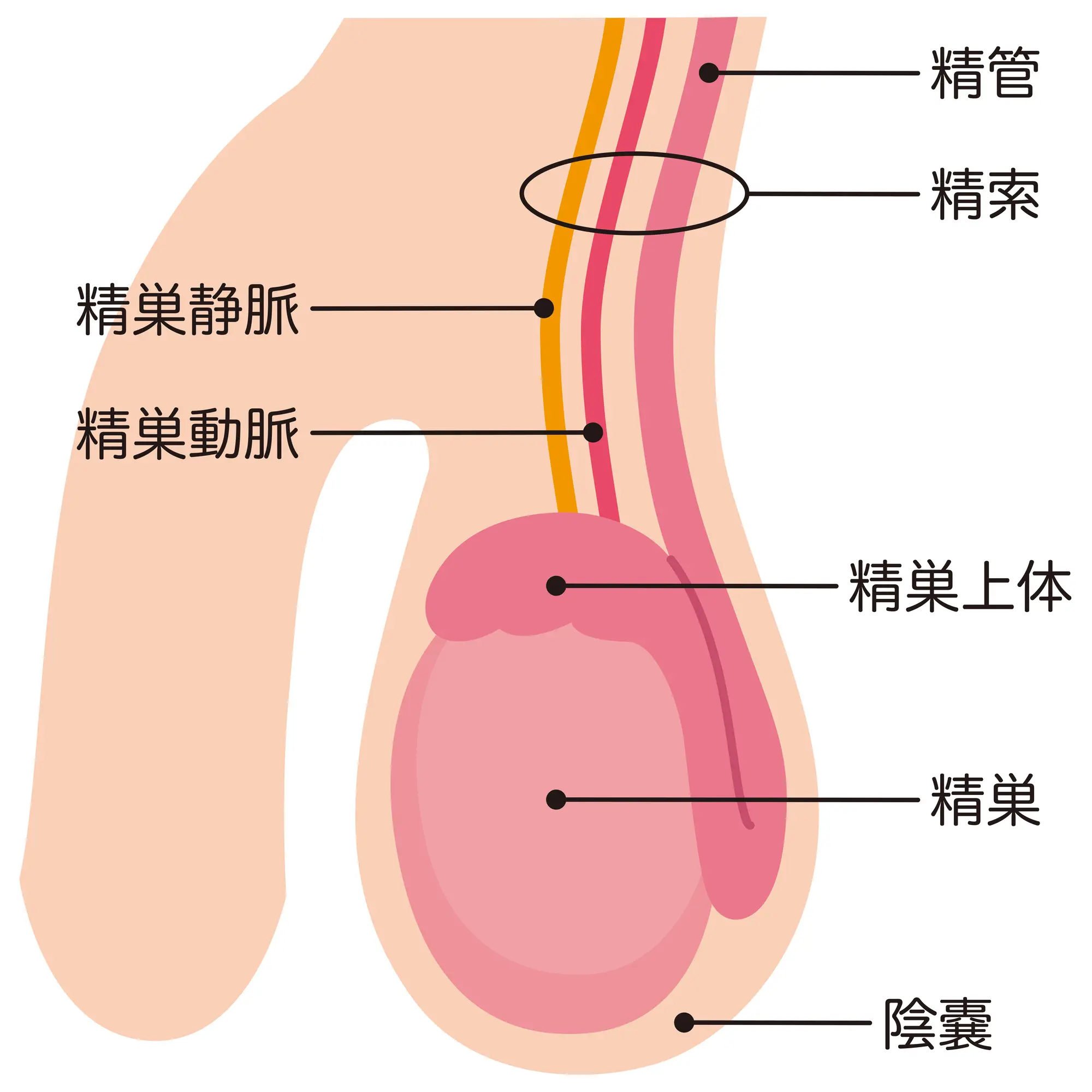 慢性前立腺炎でお悩みの患者さんへ | みうら泌尿器科クリニック